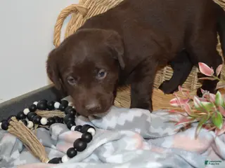 Labrador Retriever dogs Daisy - Ad 8