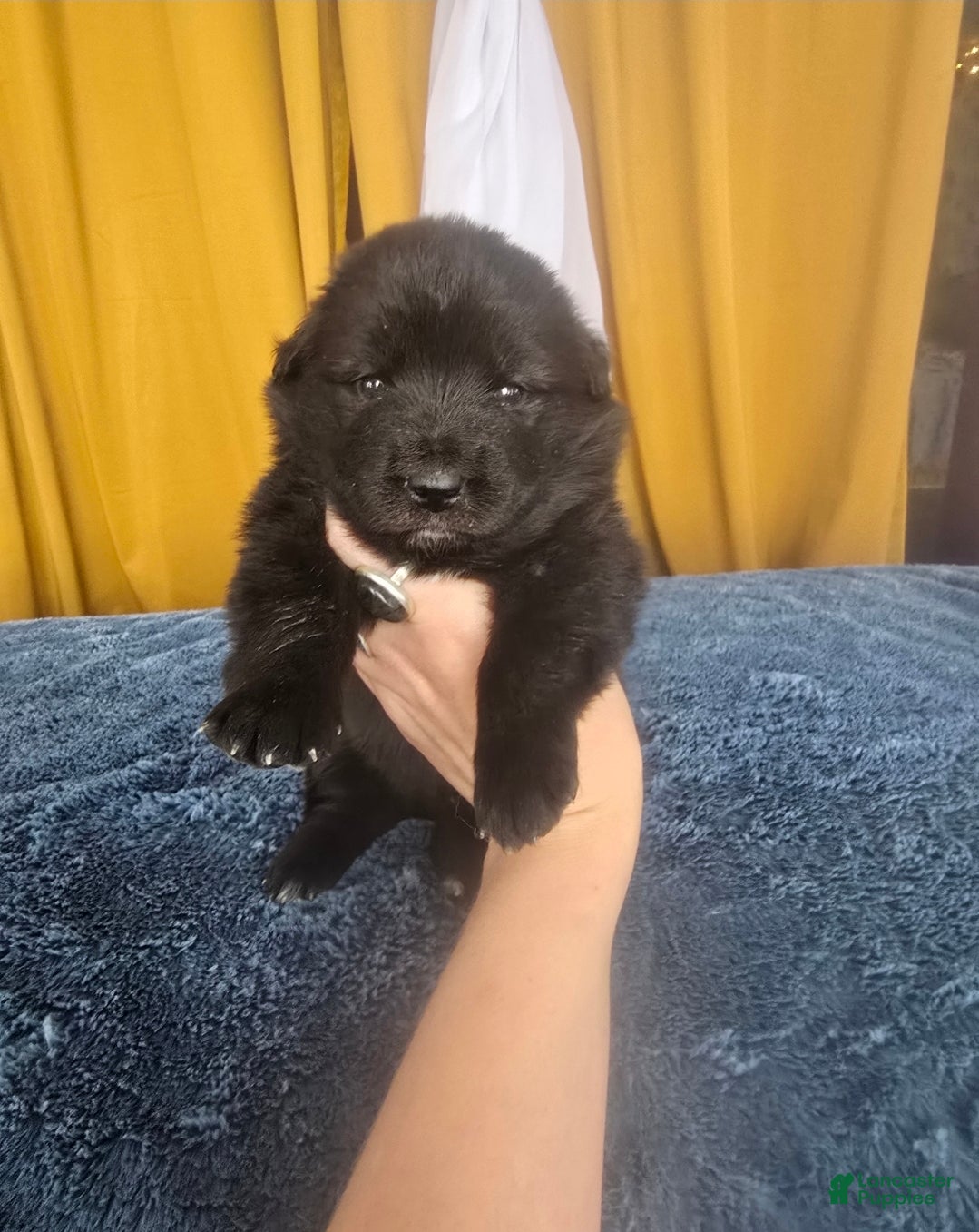 Mixed Breed dogs Starlight - Ad 2