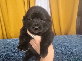 Mixed Breed dogs Starlight - Ad 2