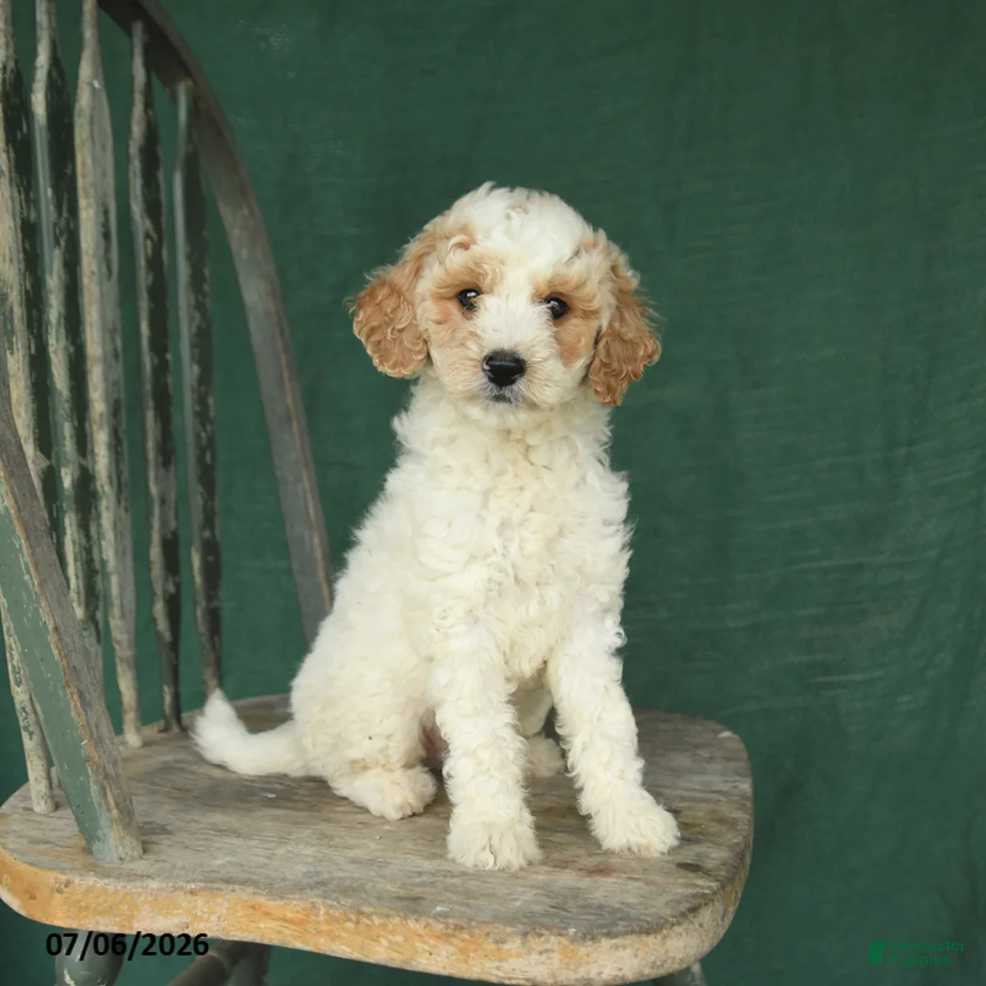 Mini Goldendoodle dogs for sale: Justin - Ad 3