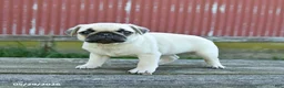 Pug dogs for sale: Lucy - Ad 4