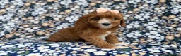 Cavapoo dogs for sale: Jubalee - Ad 1