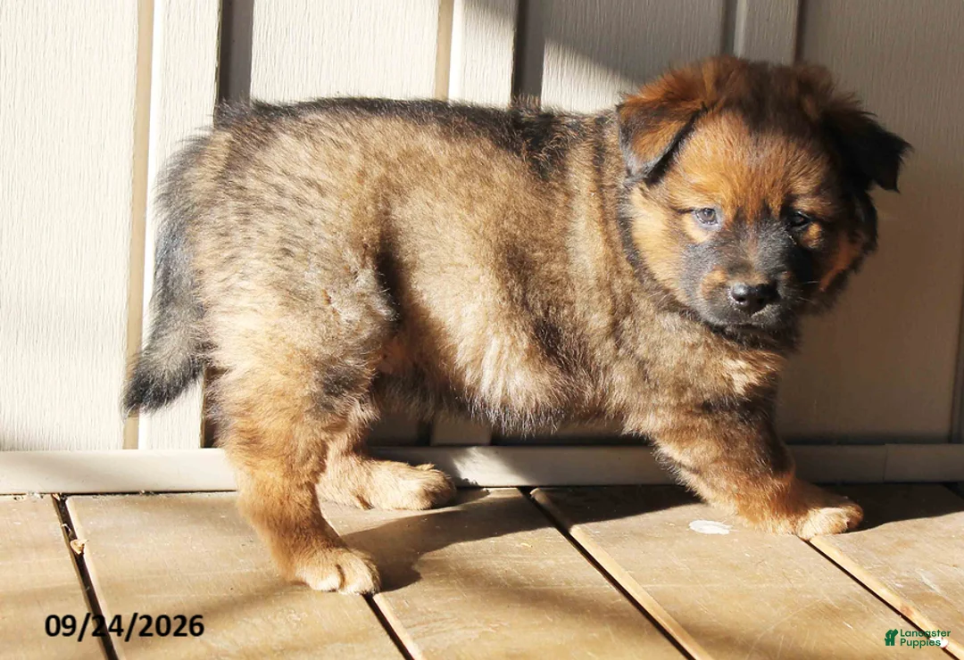 Mixed Breed dogs for sale: Cecil - Ad 1