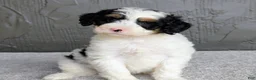 Mini Bernedoodle dogs for sale: Allison  - Ad 5