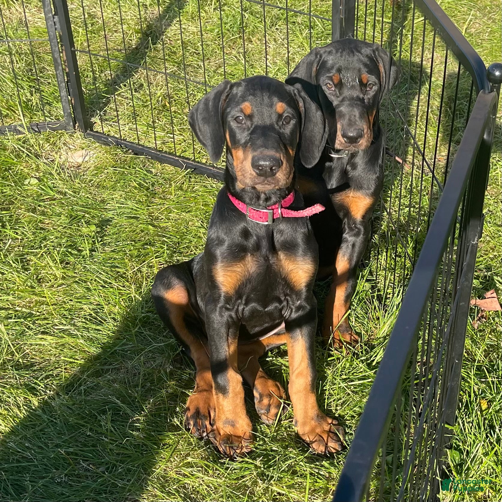 Doberman Pinscher dogs Right on red - Ad 2