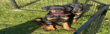 Doberman Pinscher Puppy 3