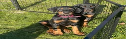 Doberman Pinscher dogs for sale: Doberman Pinscher Puppy 3 - Ad 1
