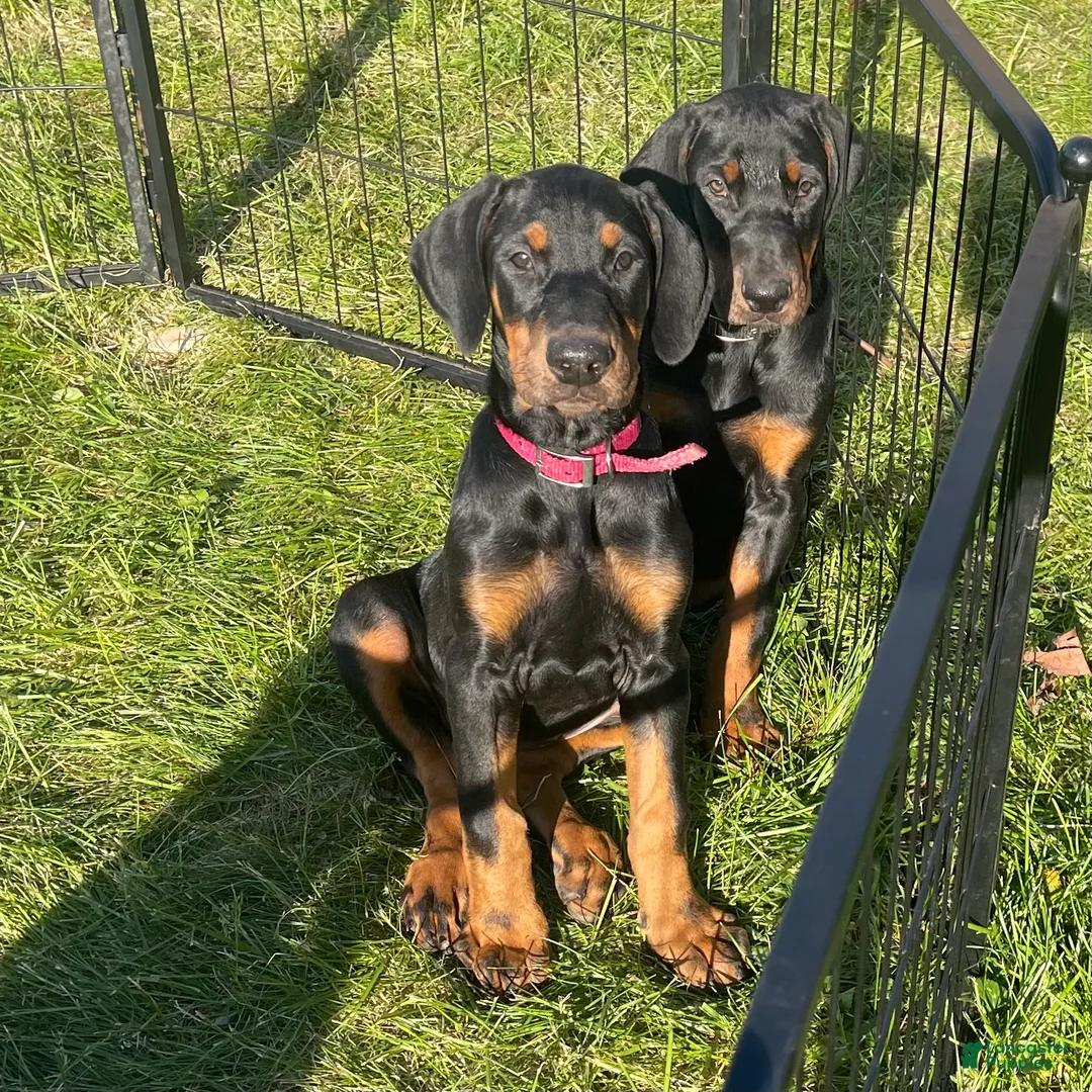 Doberman Pinscher dogs for sale: Doberman Pinscher Puppy 3 - Ad 1