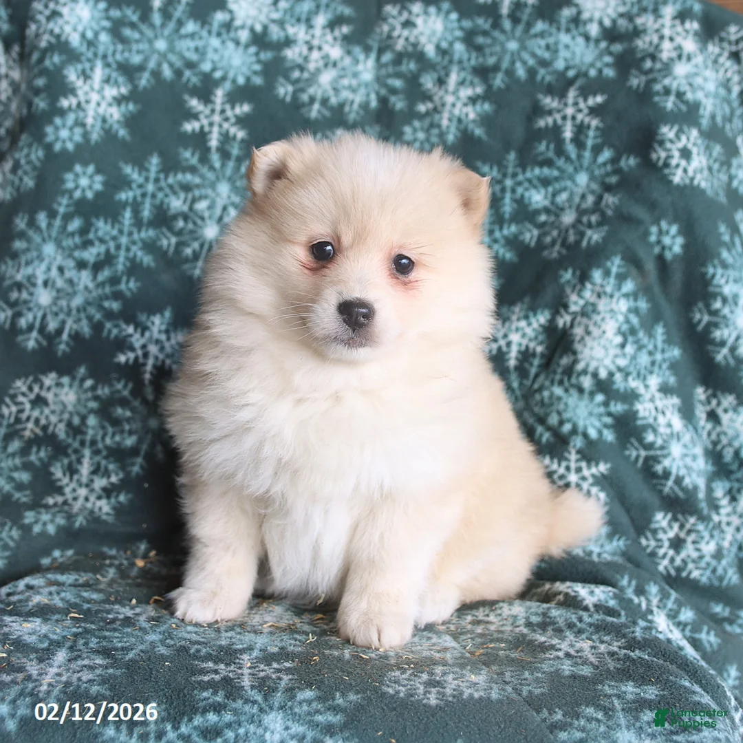 Pomsky dogs for sale: Lexi  - Ad 1