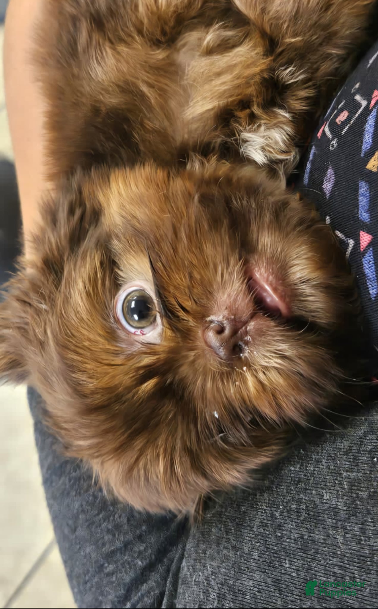 Shih Tzu dogs Valentino - AKC - - Ad 1