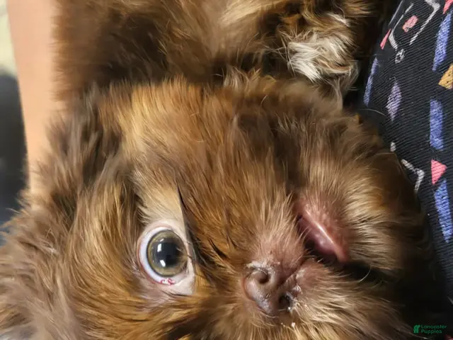 Shih Tzu dogs for sale: Valentino - AKC - - Ad 1