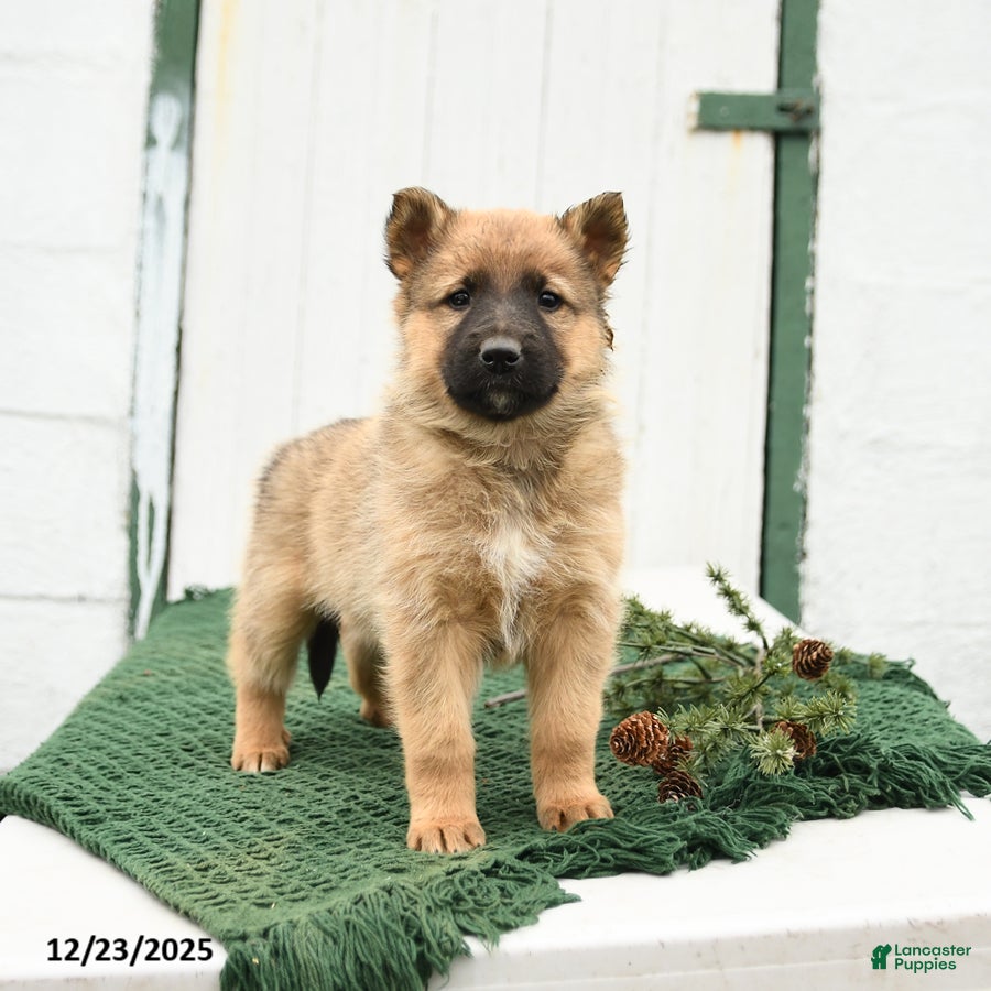 Mixed Breed dogs Blitzen - Ad 2