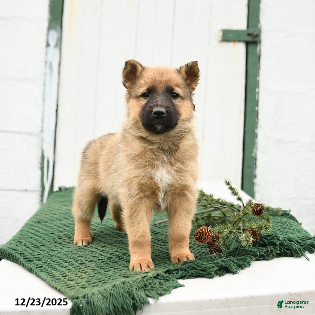 Mixed Breed dogs for sale: Blitzen - Ad 2