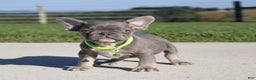 French Bulldog dogs for sale: Charlie - Ad 2