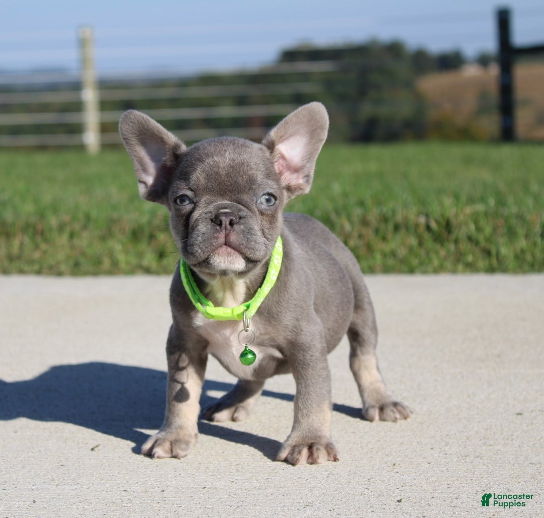 French Bulldog dogs for sale: Charlie - Ad 2