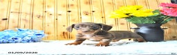 Miniature Dachshund dogs for sale: Marshal - Ad 2