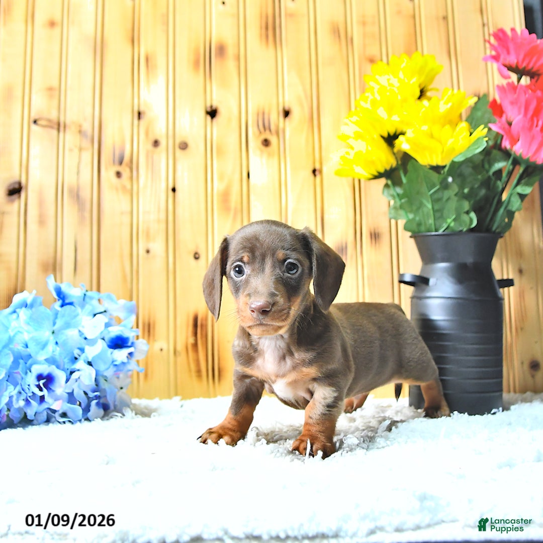 Miniature Dachshund dogs for sale: Marshal - Ad 2