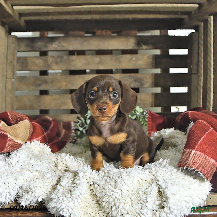 Miniature Dachshund dogs Jasper - Ad 1