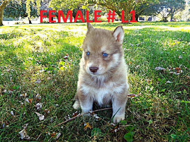 Siberian Husky dogs for sale: Siberian Husky female #1 - Ad 1