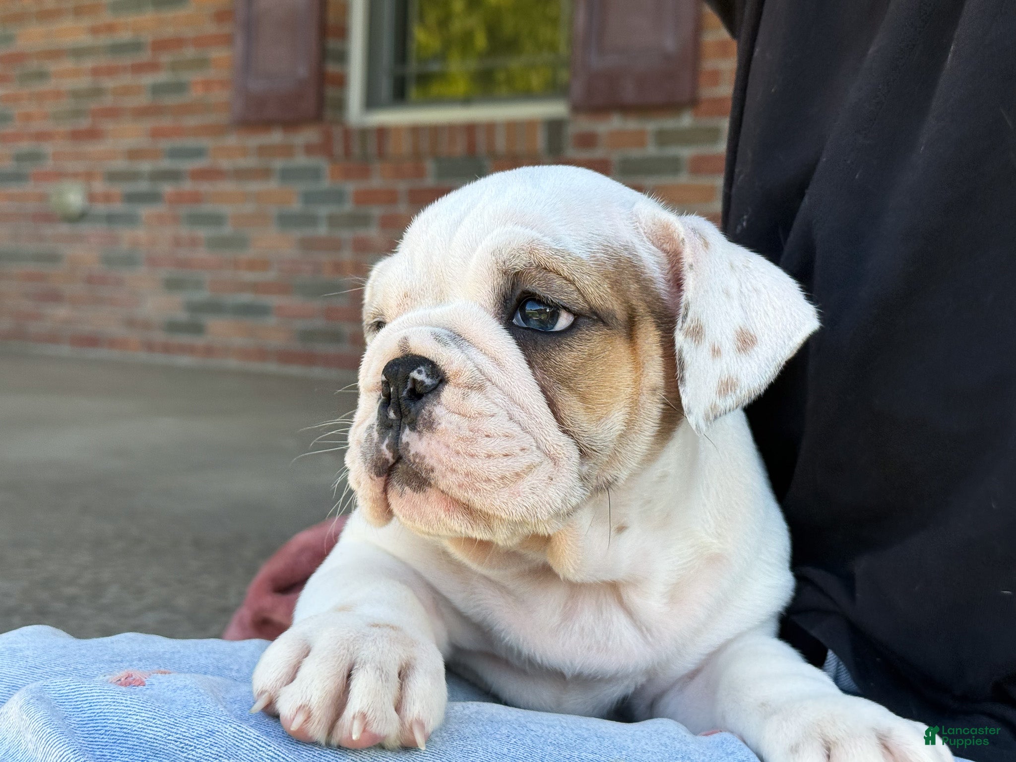English Bulldog dogs Oliver - Ad 2