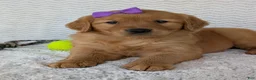Golden Retriever dogs for sale: Miss Goldie  - Ad 2