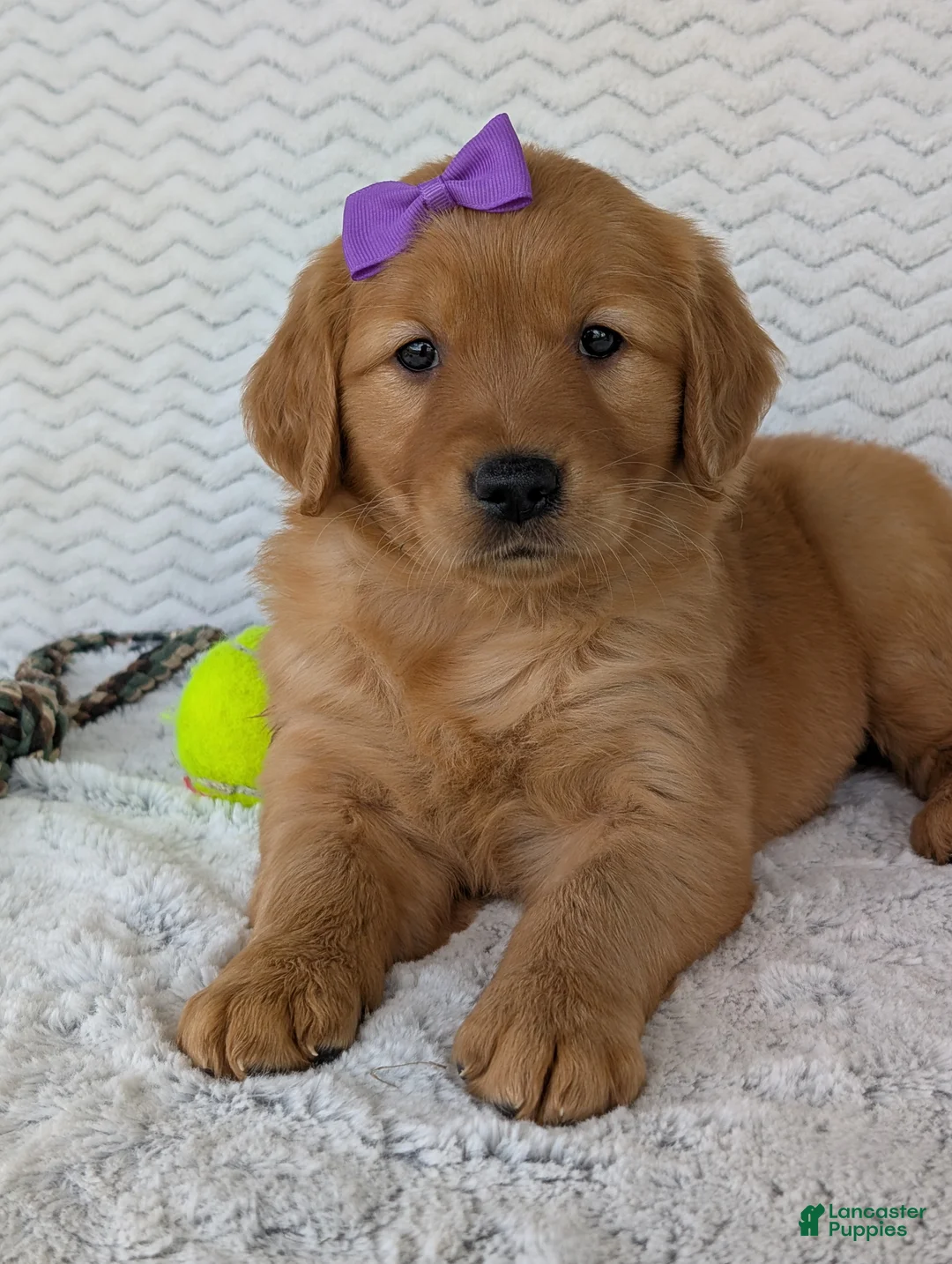 Golden Retriever dogs for sale: Miss Goldie  - Ad 2
