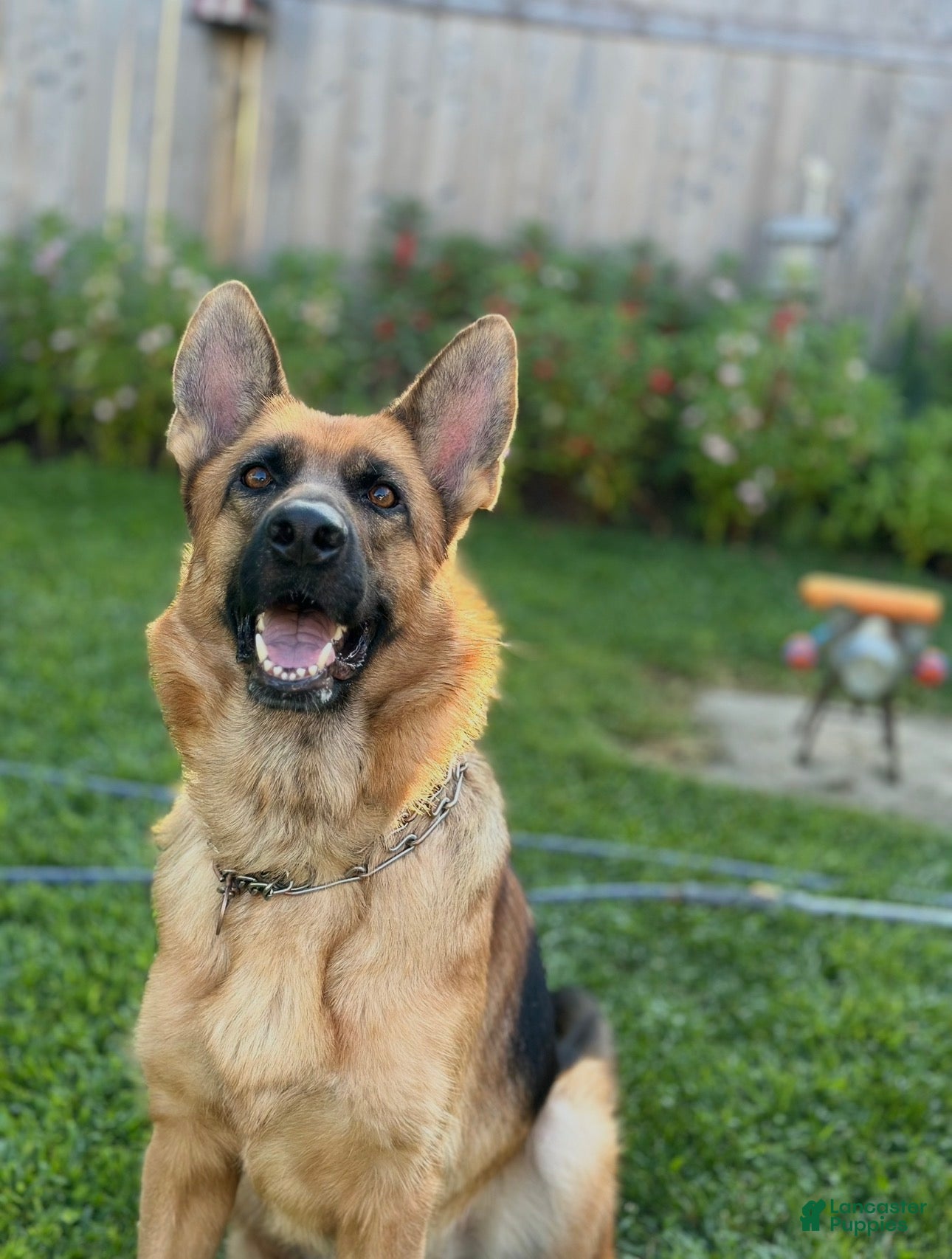 German Shepherd dogs German Shepherd 1 - Ad 2