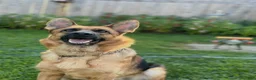German Shepherd dogs for sale: German Shepherd 1 - Ad 2