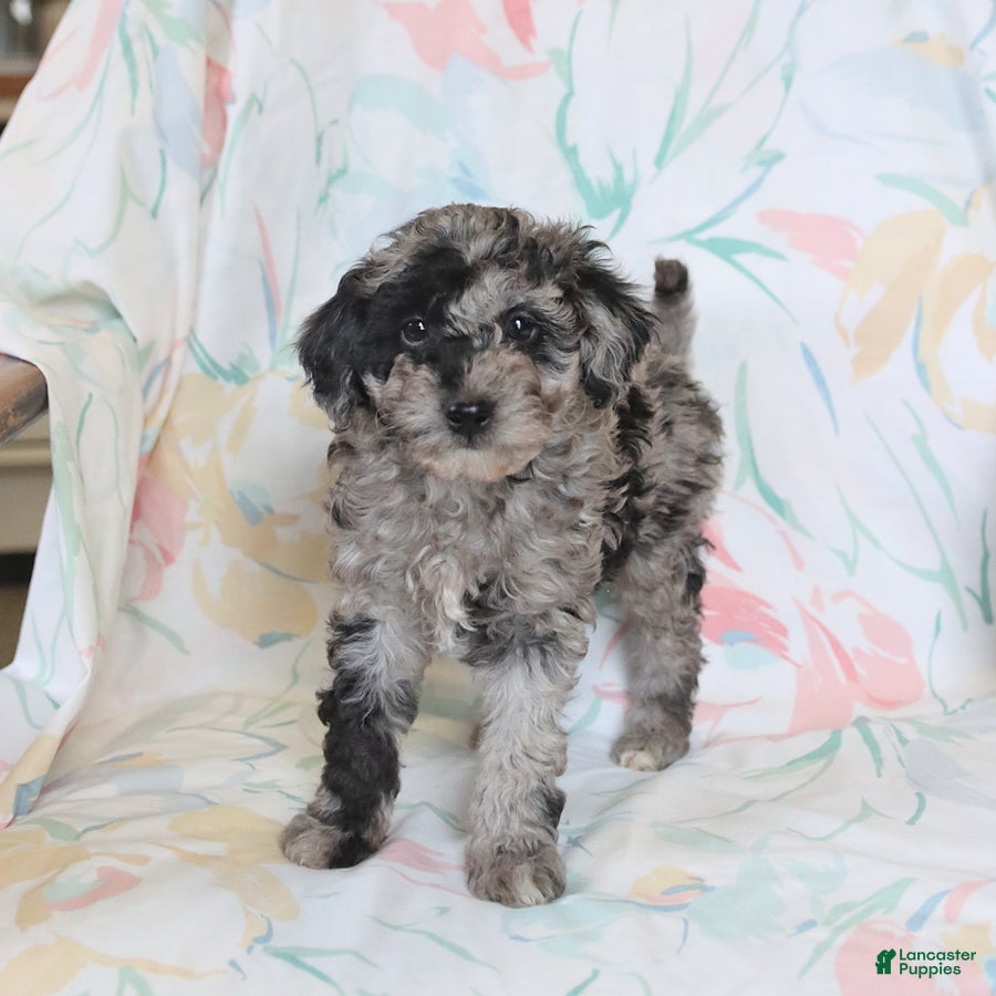 Miniature Poodle dogs Rascal - Ad 1