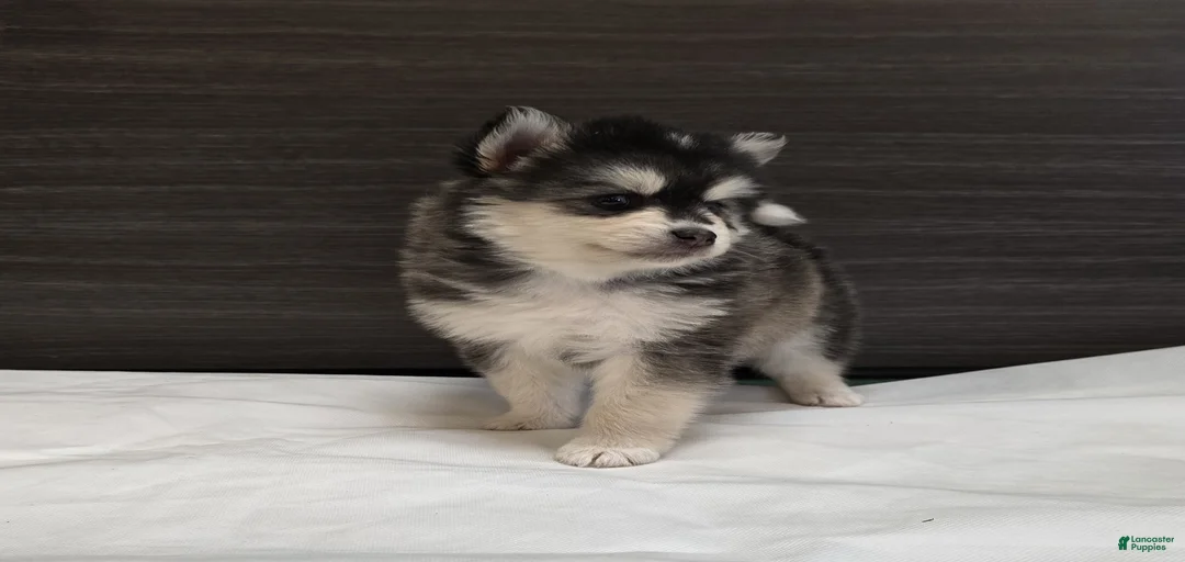 Gallery Image {{count}}