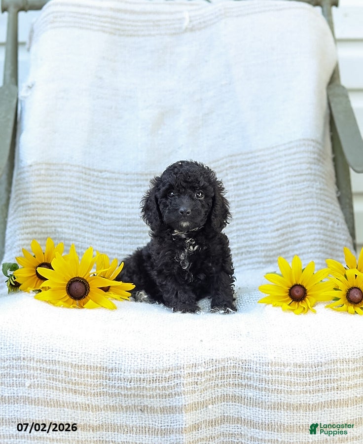 Cavapoo dogs Kenny - Ad 1
