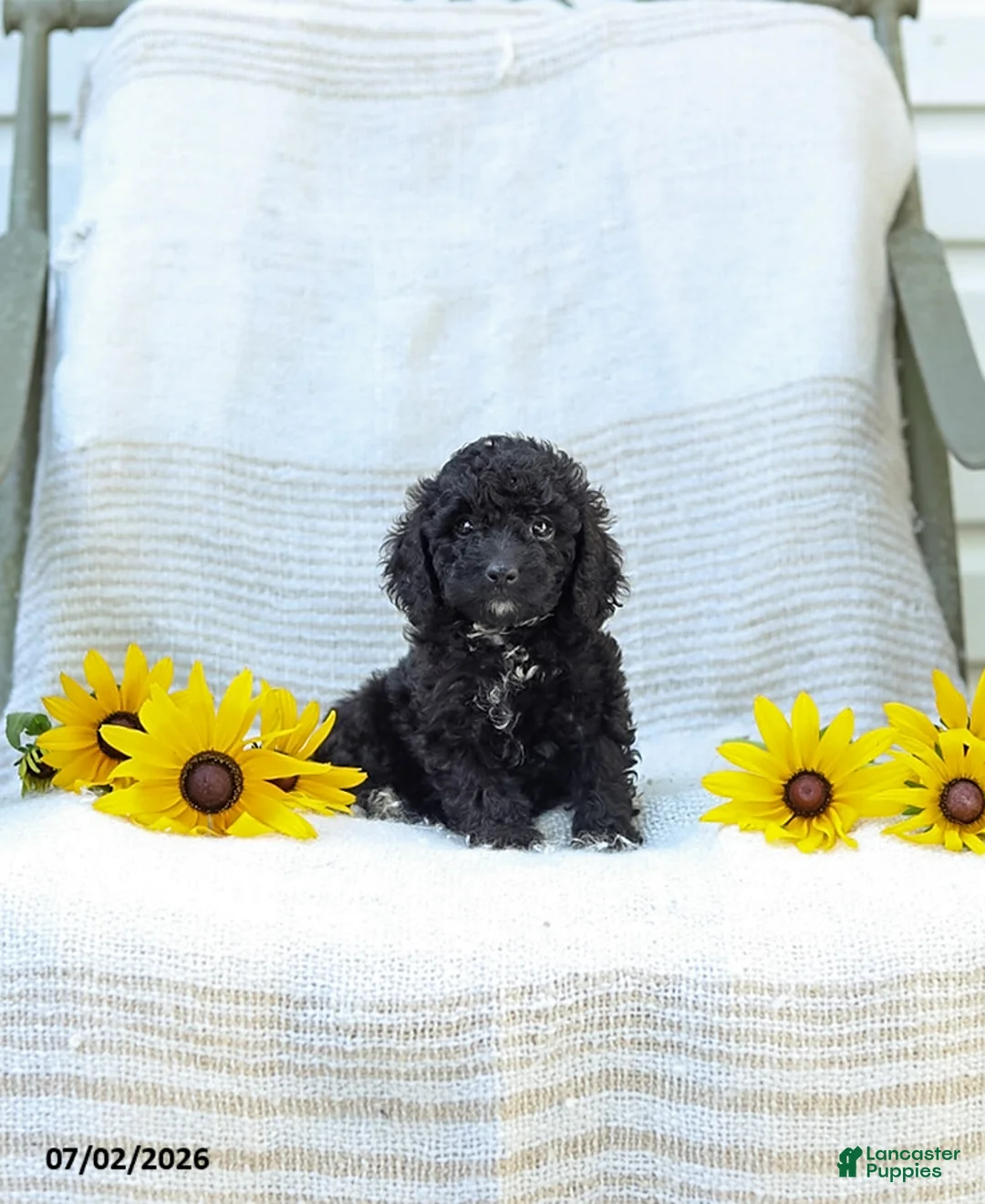 Cavapoo dogs for sale: Kenny - Ad 1