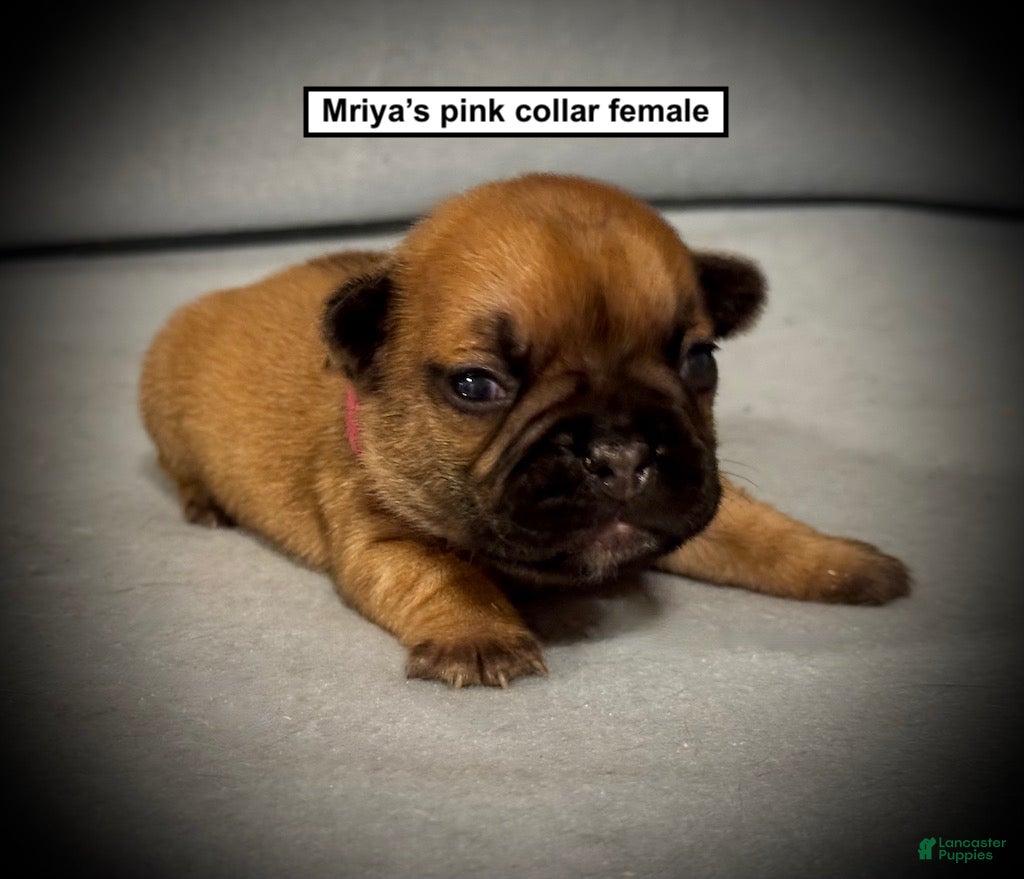 French Bulldog dogs AKC Mriya's Pink Collar Female - Ad 38