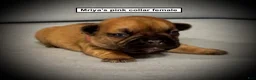 French Bulldog dogs for sale: AKC Mriya's Pink Collar Female - Ad 1