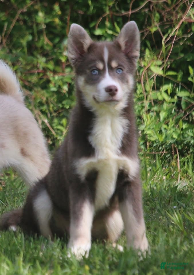 Pomsky dogs Lee - Ad 1