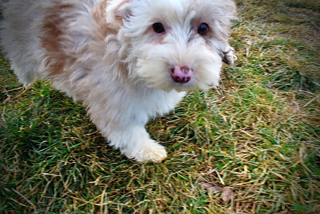 Havapoo dogs for sale: Wiggles - Ad 7