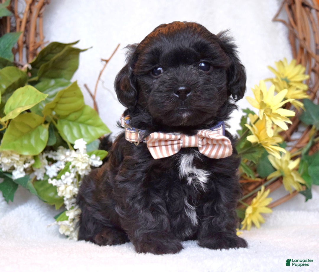 Teddy Bear dogs for sale: Benji - Ad 10