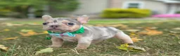 French Bulldog dogs for sale: Bella Rose 🌹  - Ad 3
