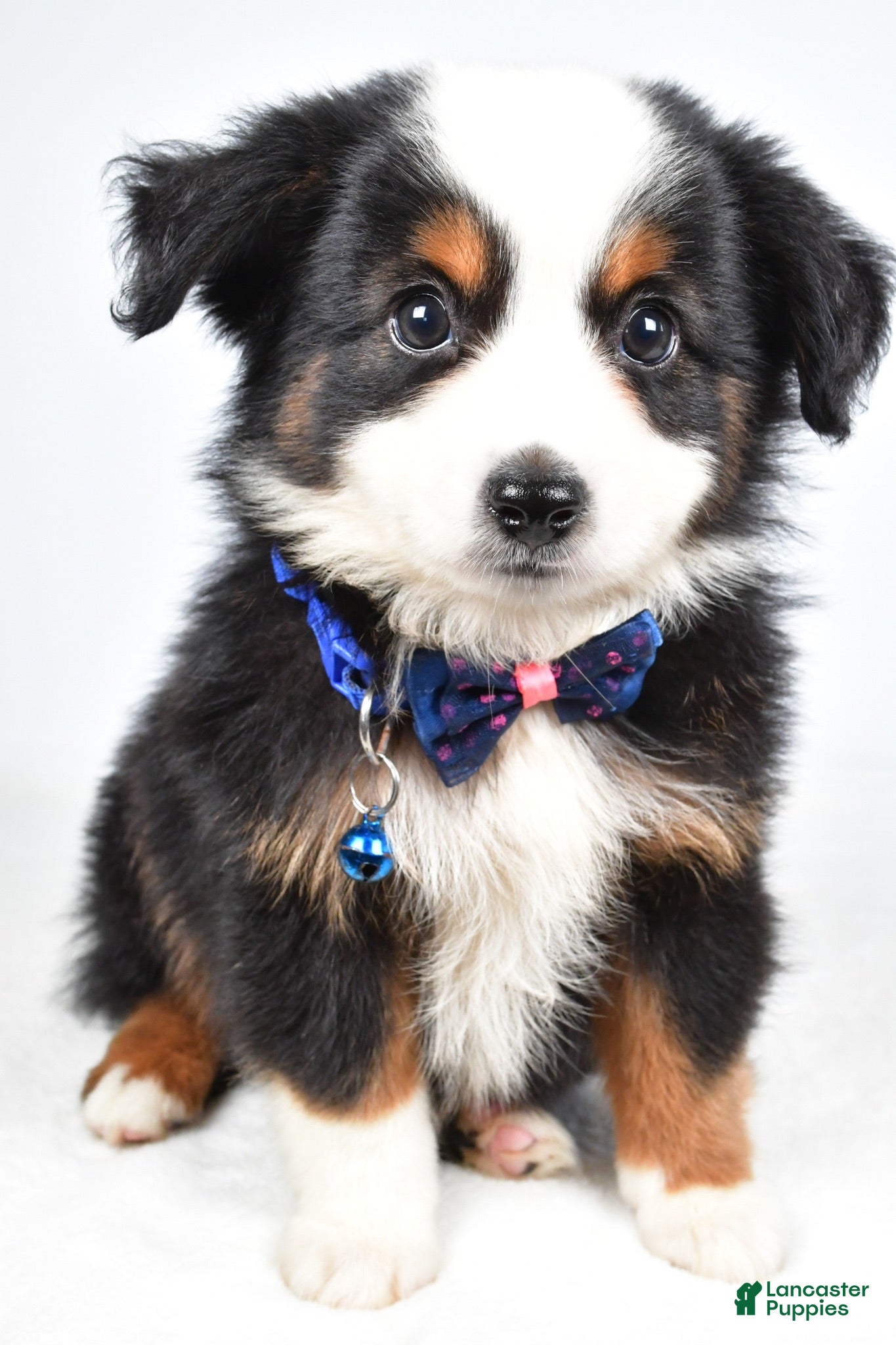 Miniature Australian Shepherd dogs Vader  - Ad 1