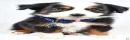 Miniature Australian Shepherd dogs for sale: Vader  - Ad 1