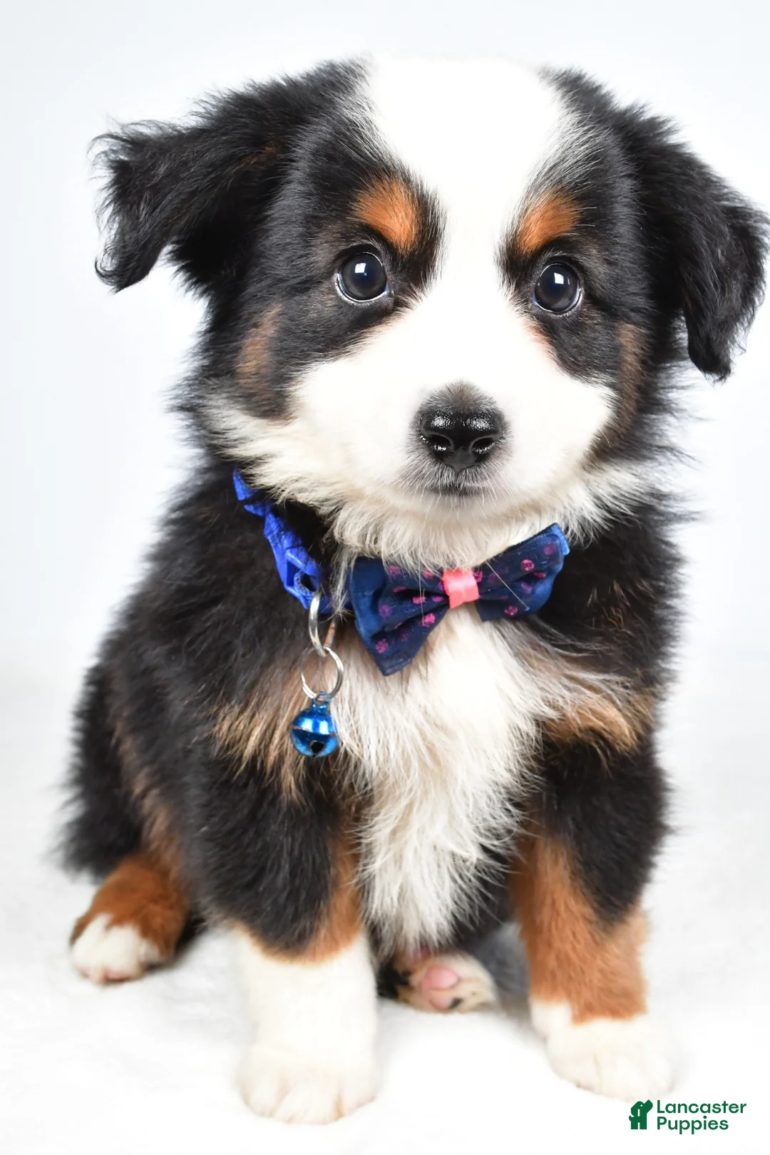 Miniature Australian Shepherd dogs for sale: Vader  - Ad 1