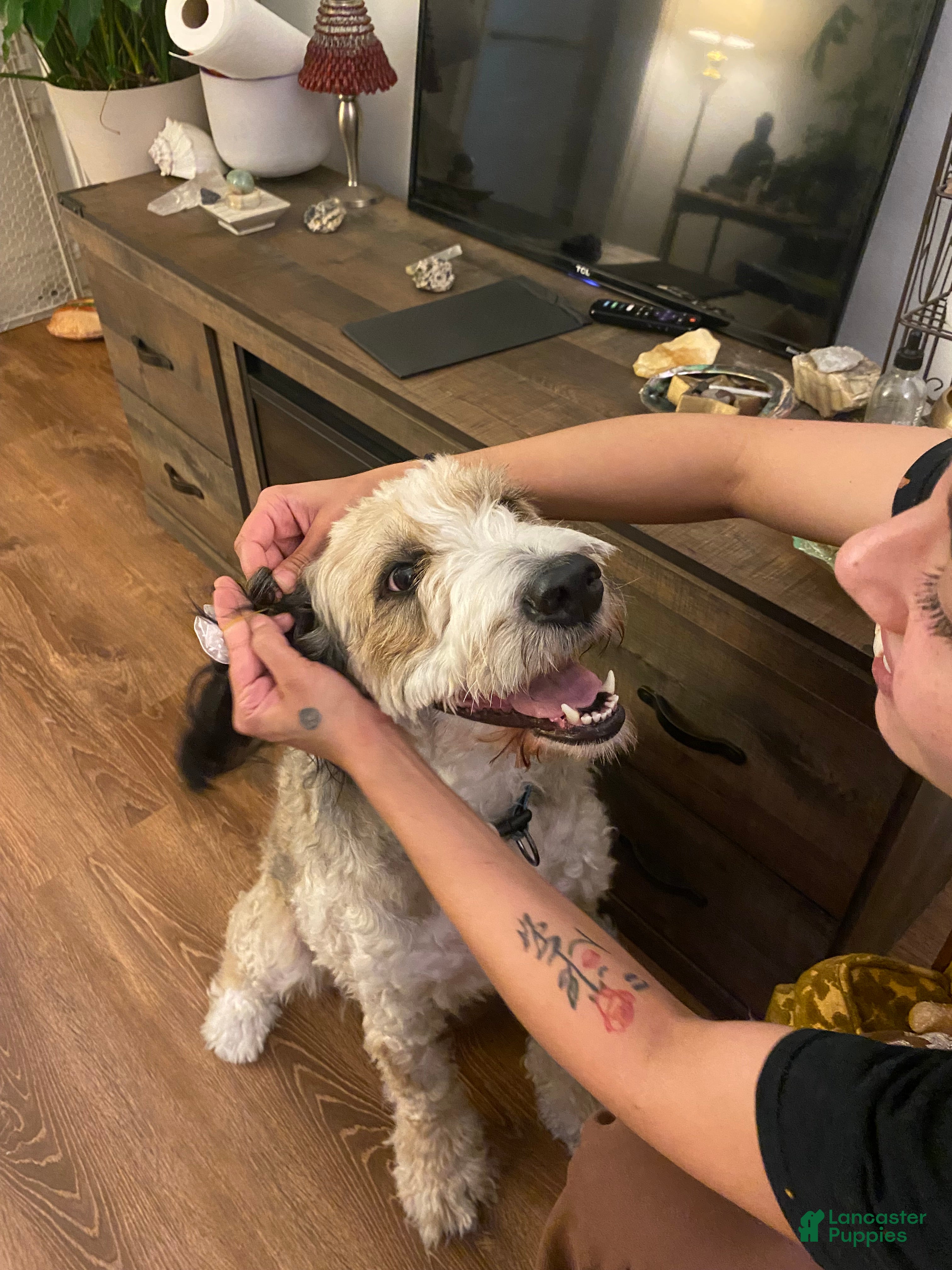 Bernedoodle dogs Bernedoodle Puppy Hope - Ad 2