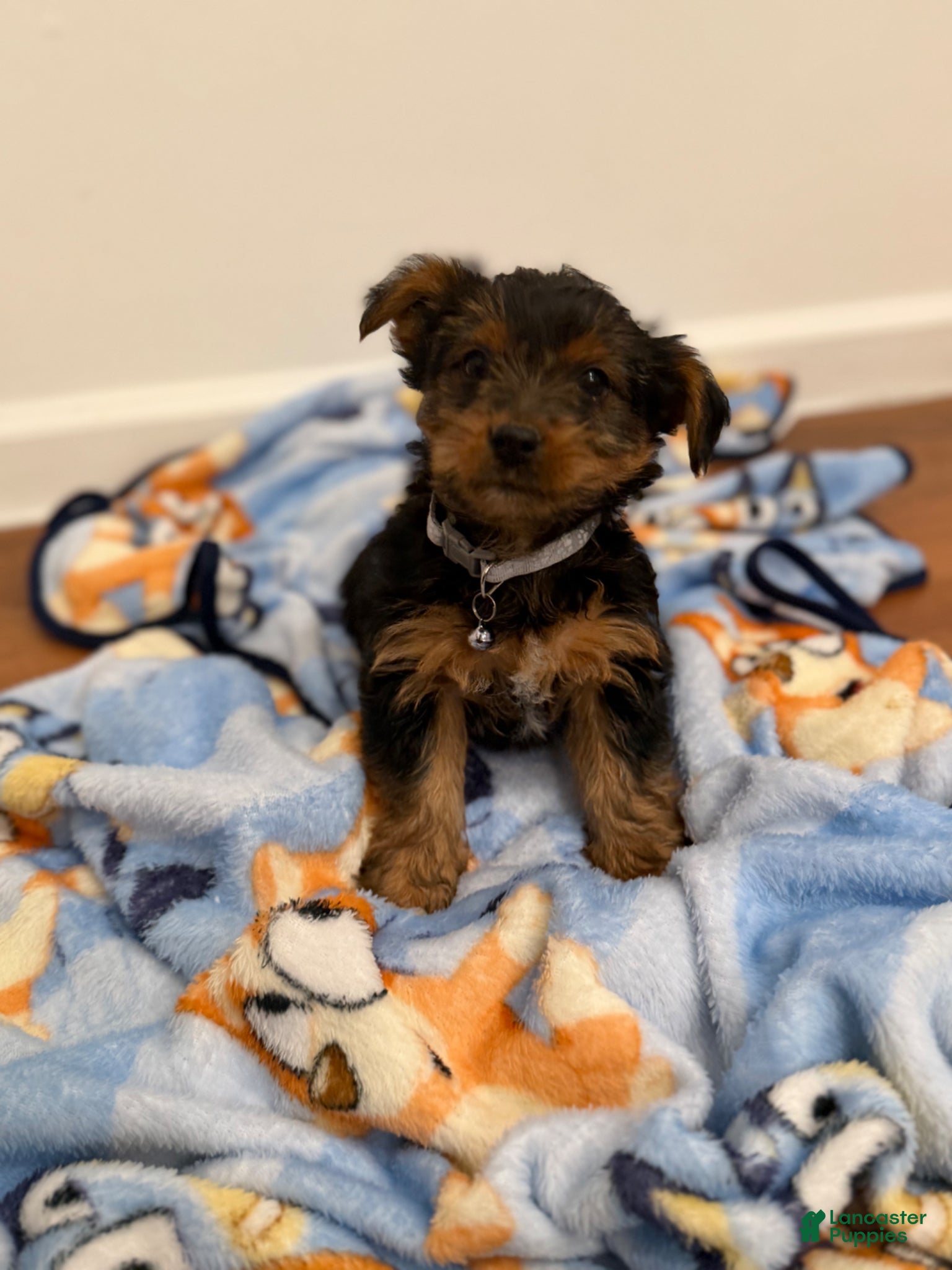 Yorkshire Terrier dogs Duke - Ad 41