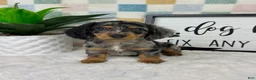 Miniature Dachshund dogs for sale: Danny - Ad 3