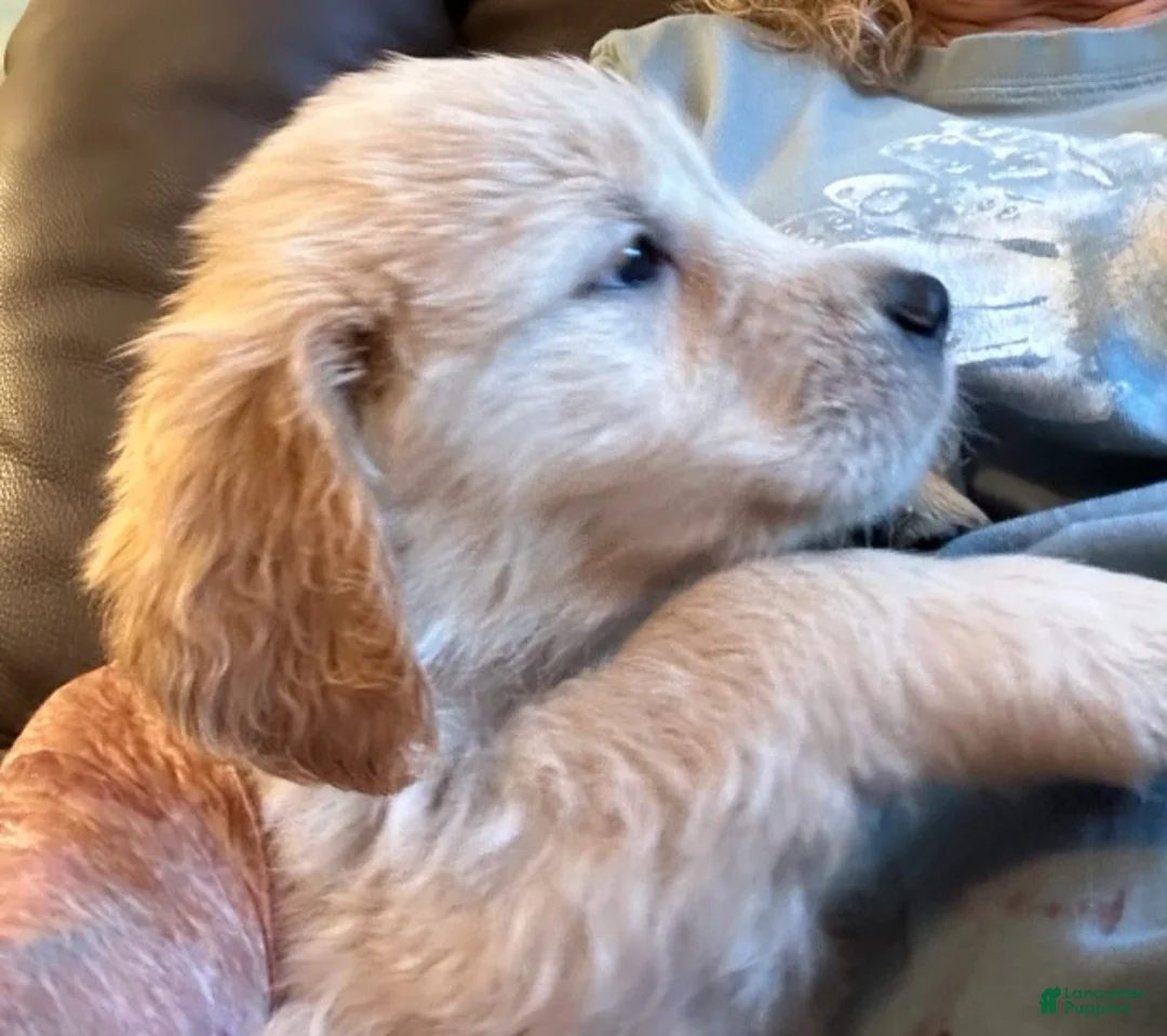 Golden Retriever dogs for sale: Girl 2 - Ad 1
