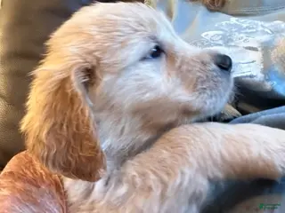 Golden Retriever dogs Girl 2 - Ad 4