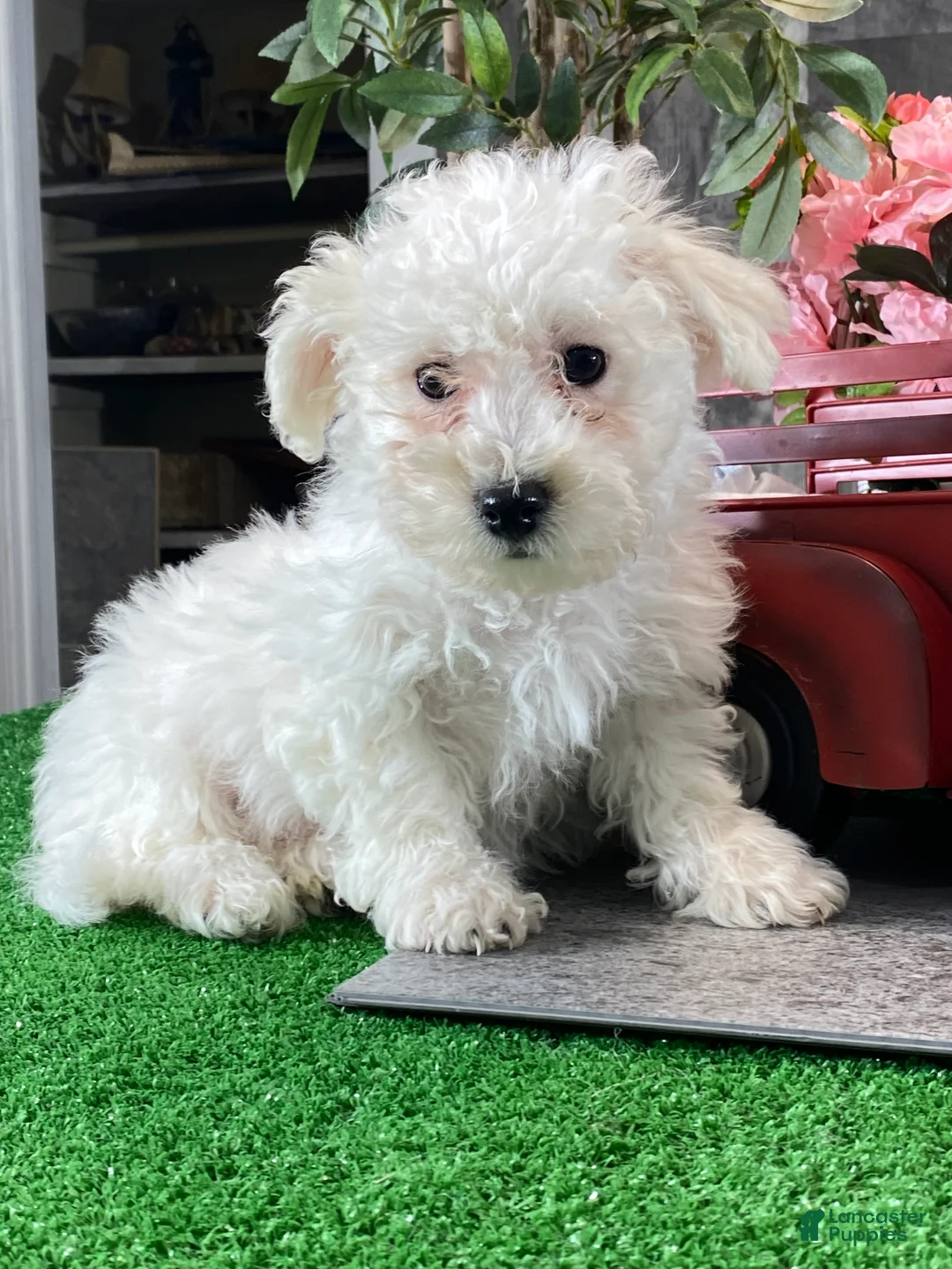 Bichon Frise dogs for sale: Buster - Ad 4