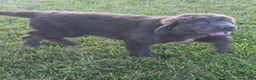 Newfoundland dogs for sale: Ashley - Ad 5