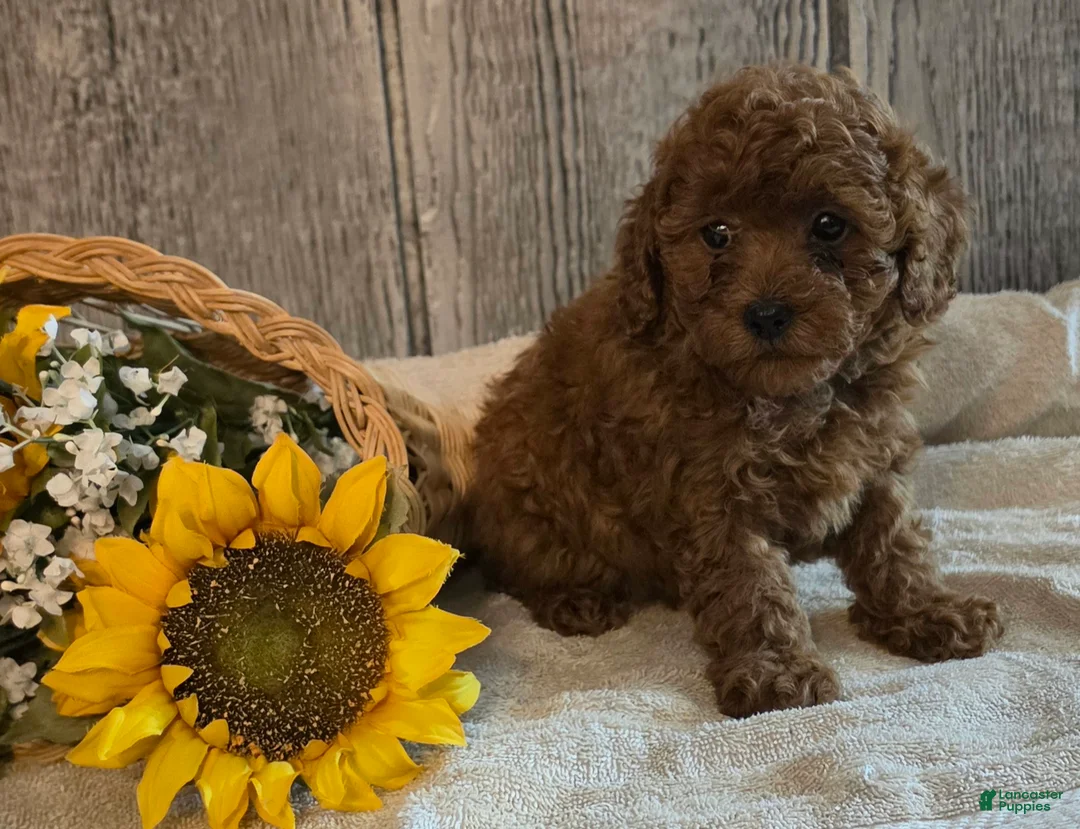 Toy Poodle dogs for sale: Roxy - Ad 2