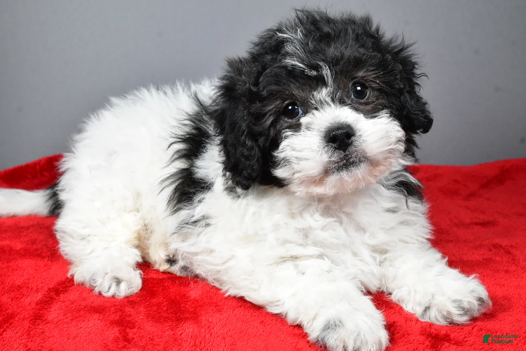 Teddy Bear dogs for sale: Cindy - Ad 7